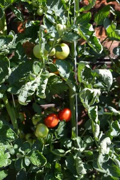 Tomate "Moneymaker"